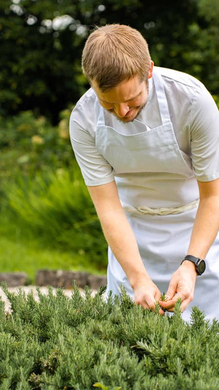 Picking up fresh Herbs