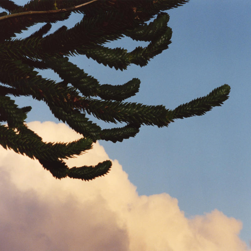 Samuel Laurence Cunnane Tree And Clouds 2 02