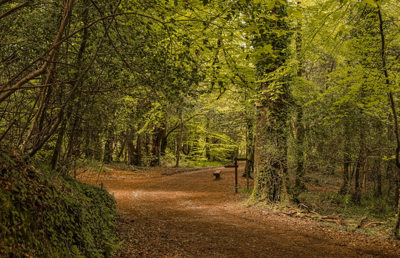 Woods Outside Walks