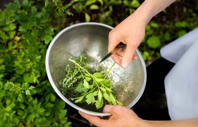 Fresh Herbs in the Bowl