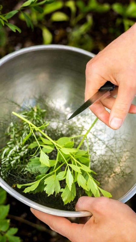 Fresh Herbs in the Bowl