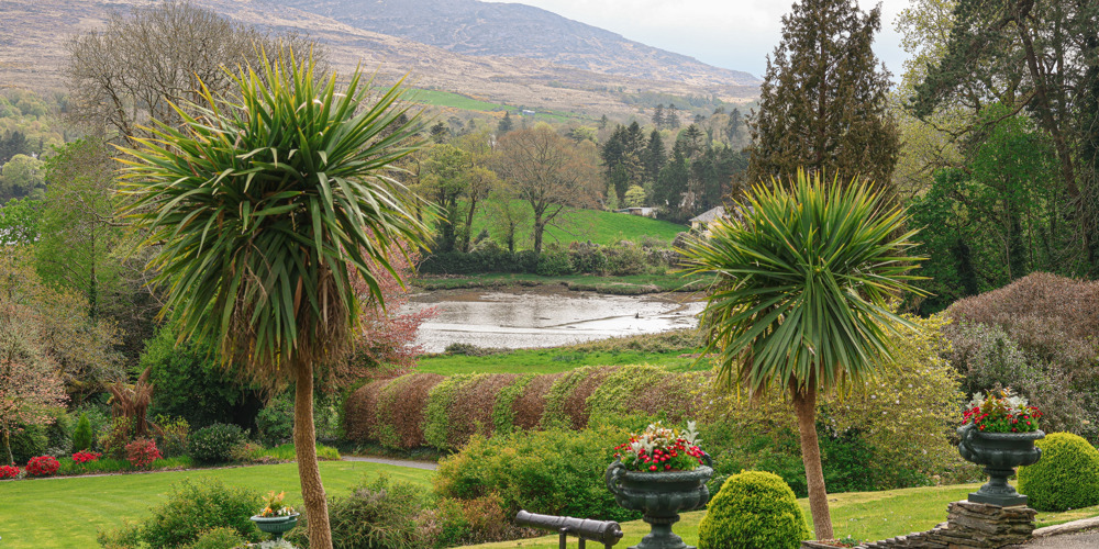 a scenic garden landscape with prominent Cordyline australis (cabbage trees), Kenmare, Co Kerry