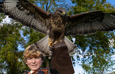 Falconry