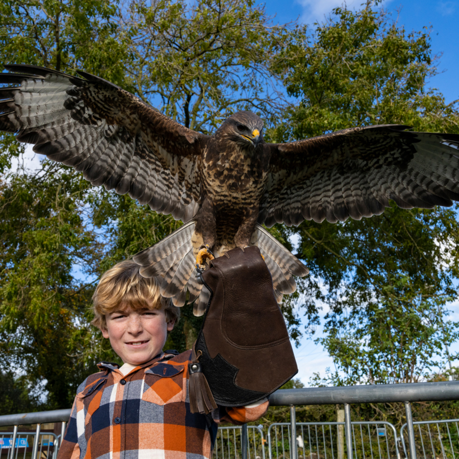 Falconry